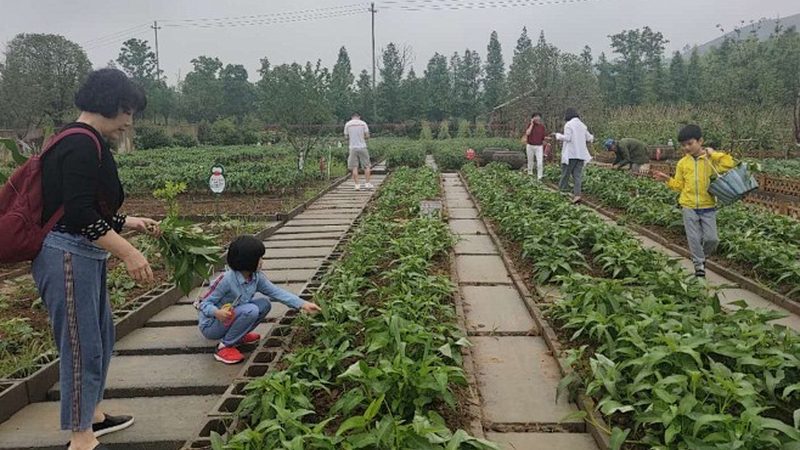 绿色食品认证要求产地环境必须符合一定的标准。然而，一些产地环境可能存在以下问题：
