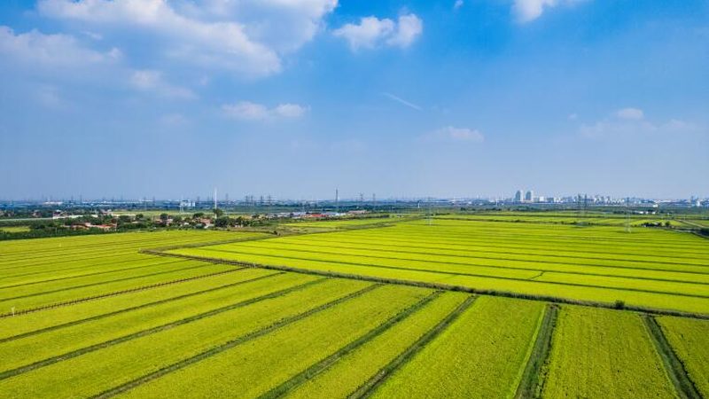 家庭式小型智慧农场方案步骤：打造高效生态种植模式