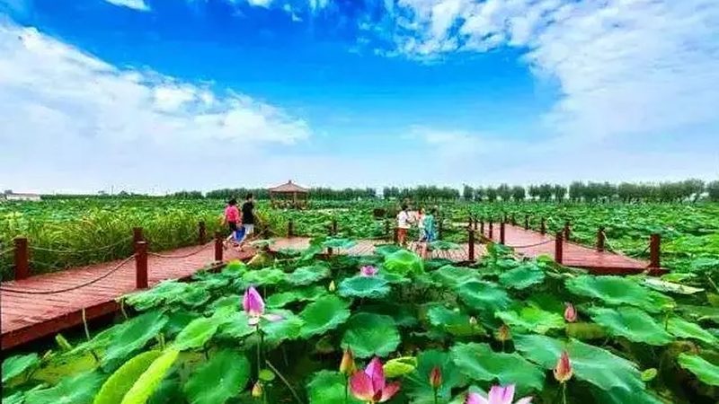 种植项目加盟，如何选择十大品牌？**