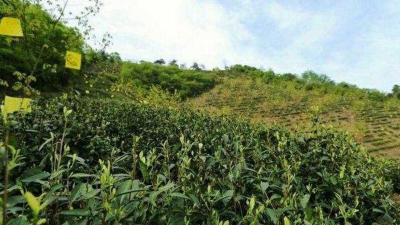 绿色食品认证审核员：守护食品安全的第一道防线