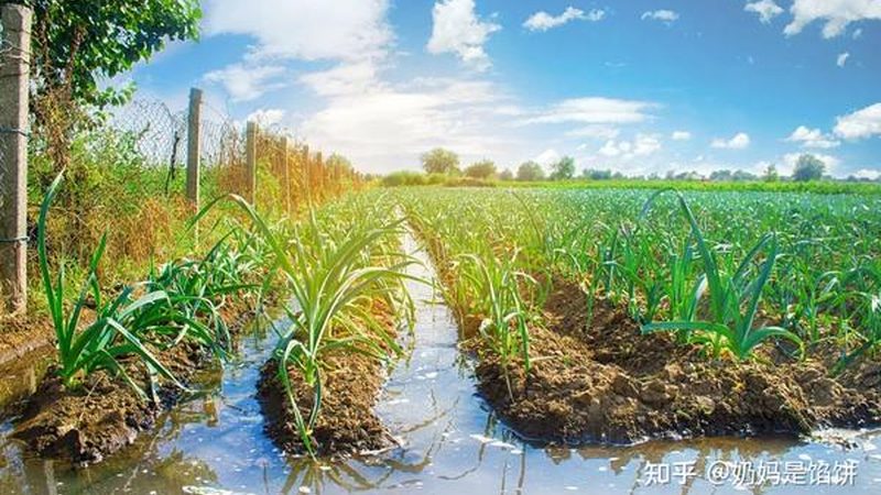 连栋温室：打造高效农业的“温室大棚