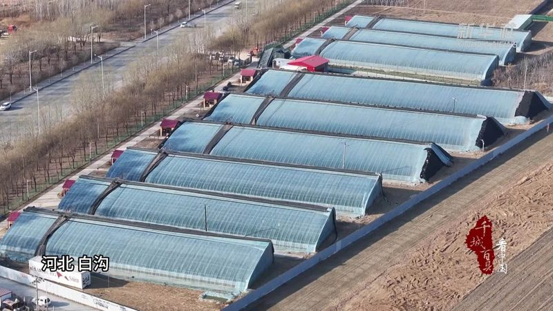 山东农业种植技术支持：助力提升亩产与品质